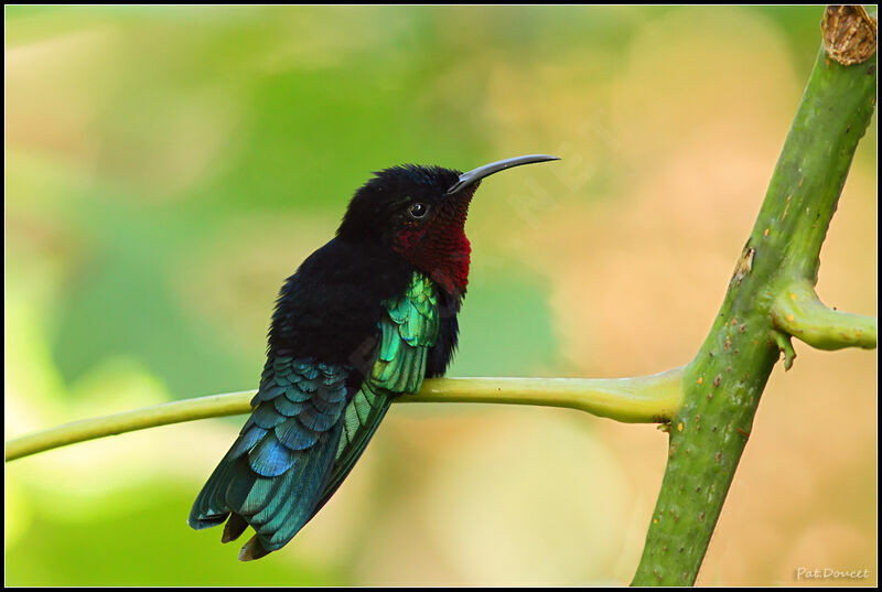 Colibri madère