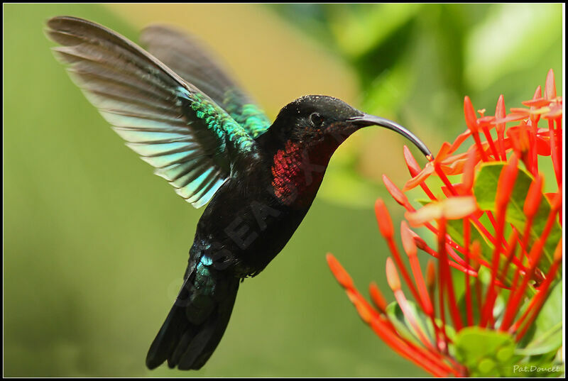 Colibri madère