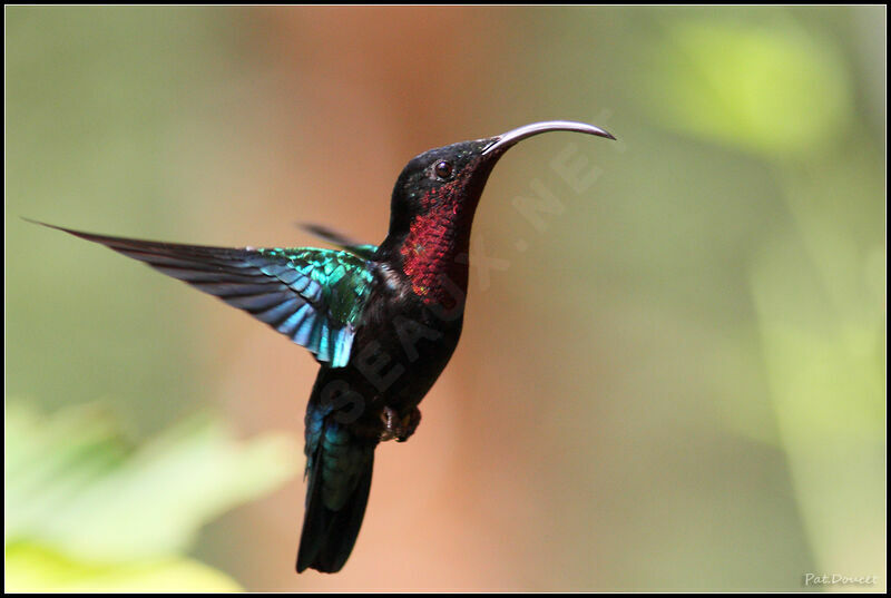 Colibri madère