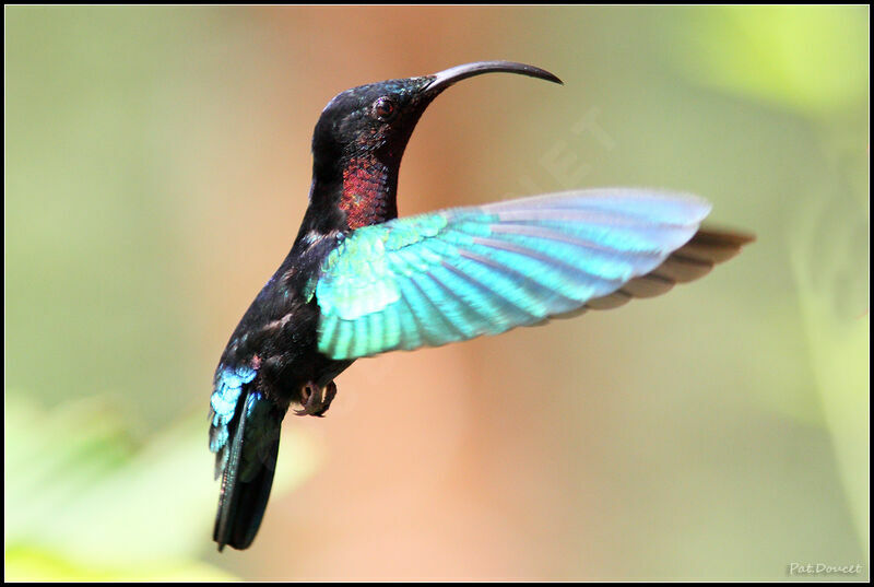 Purple-throated Carib