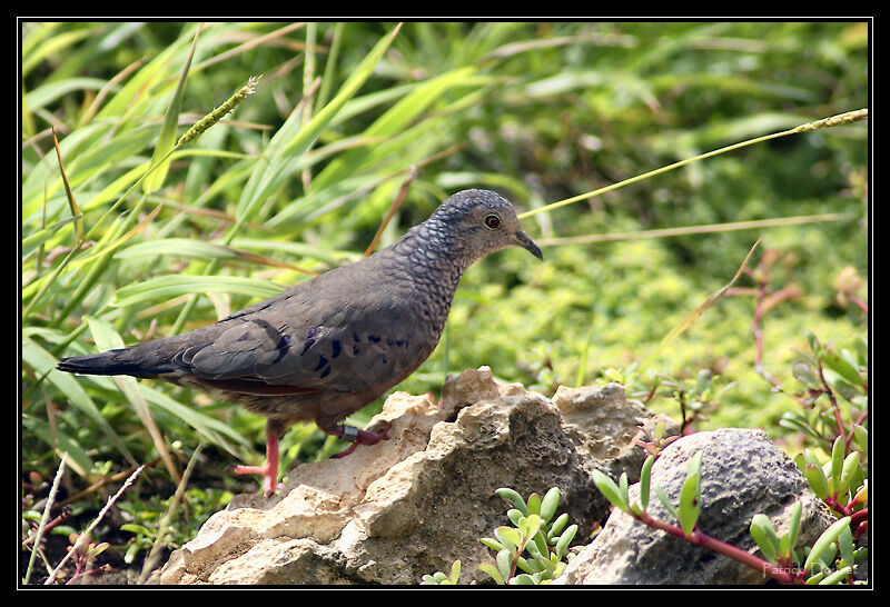 Common Ground Dove