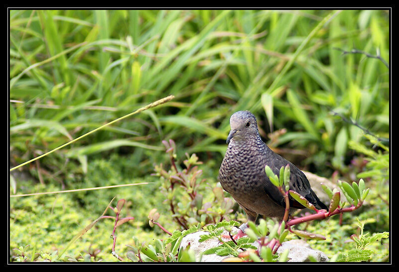 Common Ground Dove