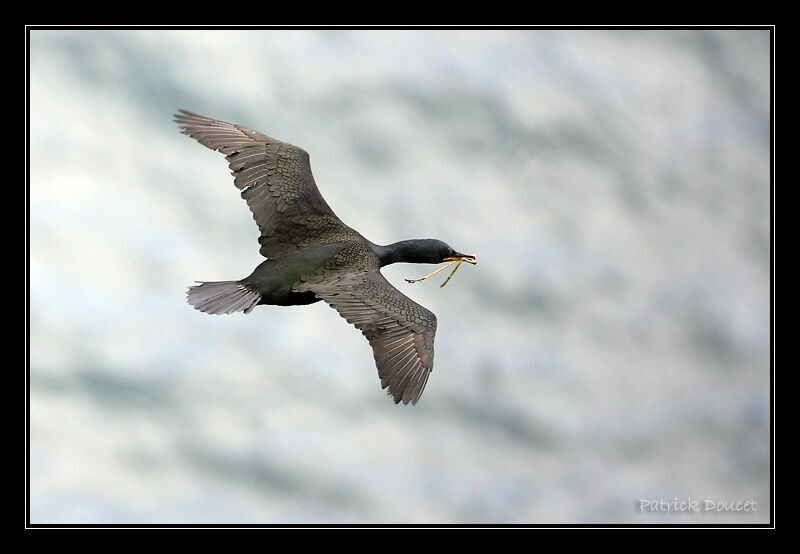 European Shag