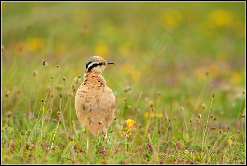 Cream-colored Courser