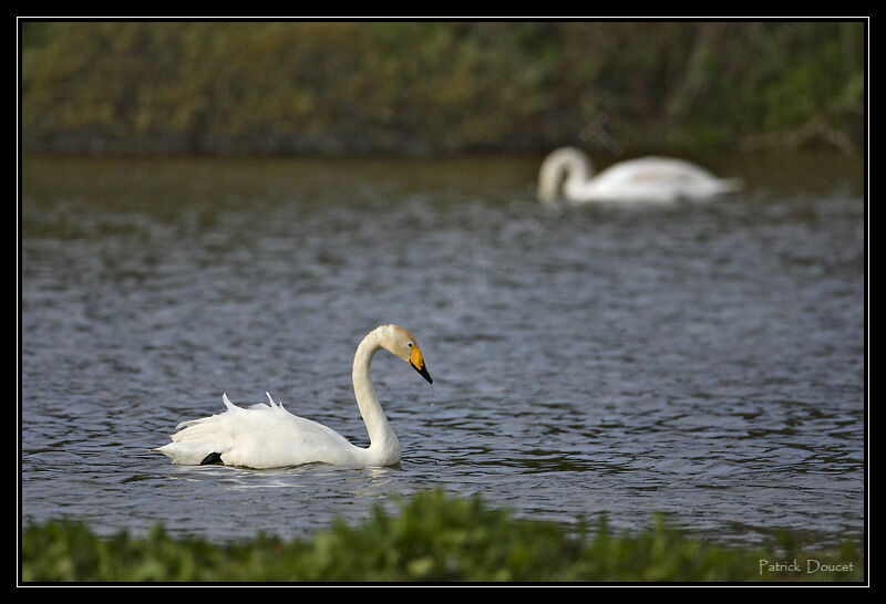 Cygne chanteur