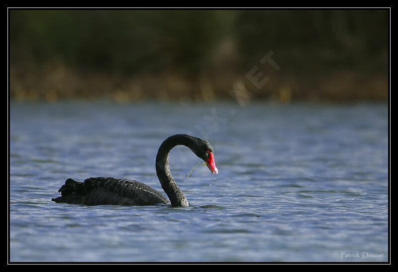 Cygne noir