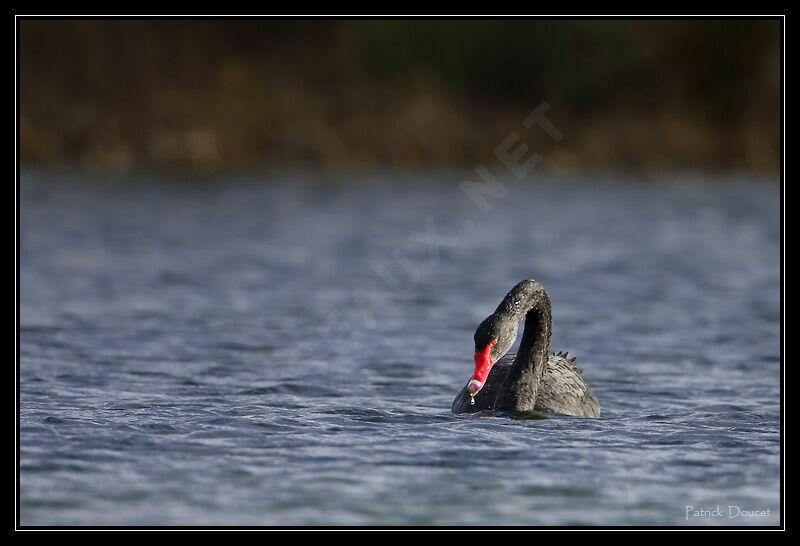 Black Swan