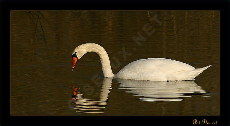 Cygne tuberculé