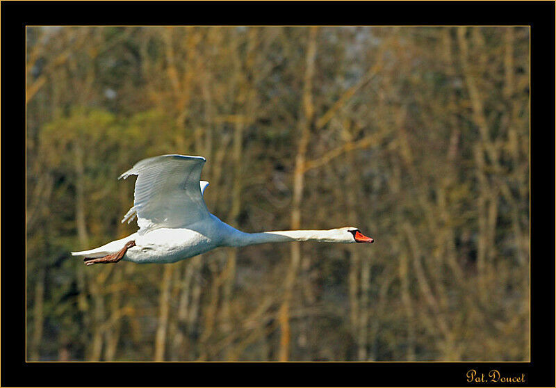 Cygne tuberculé