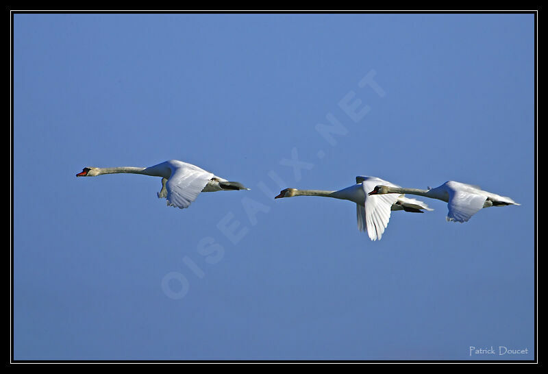 Cygne tuberculé