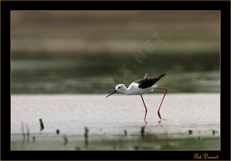 Black-winged Stilt