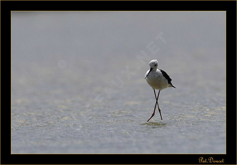 Black-winged Stilt