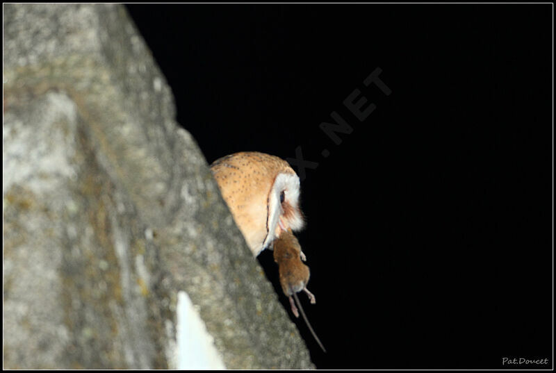 Western Barn Owl