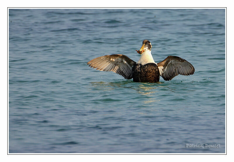 Eider à duvet