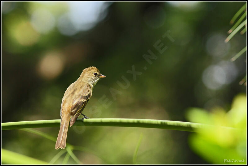 Caribbean Elaenia