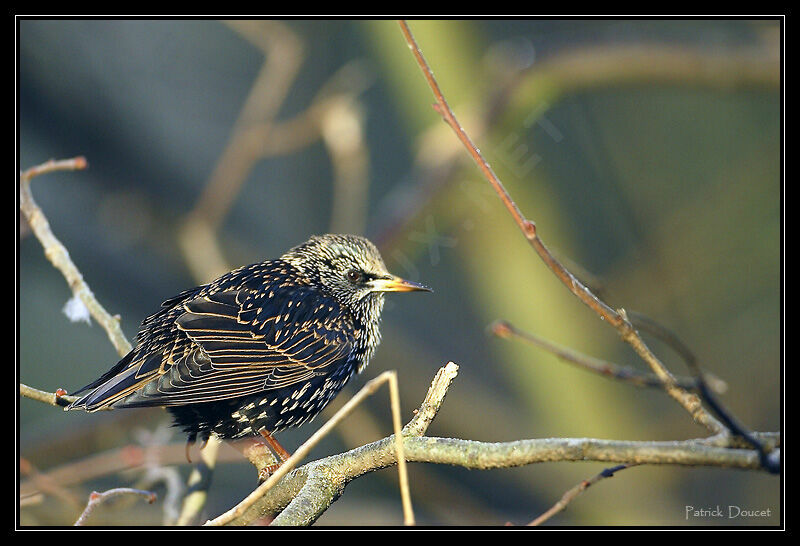 Common Starling