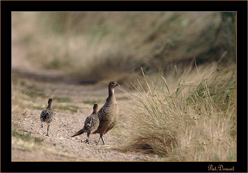 Common Pheasant