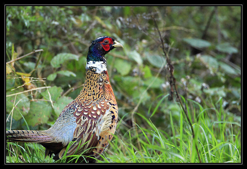 Common Pheasant male