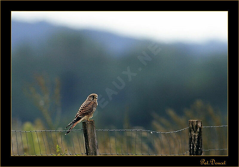 Common Kestrel