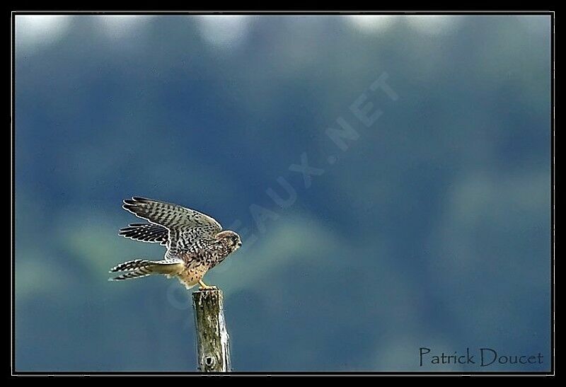 Common Kestrel