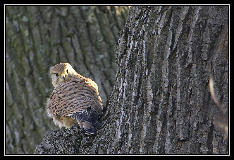 Common Kestrel