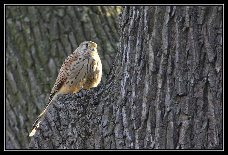 Common Kestrel