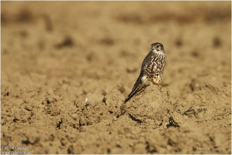 Faucon émerillon, habitat, Comportement