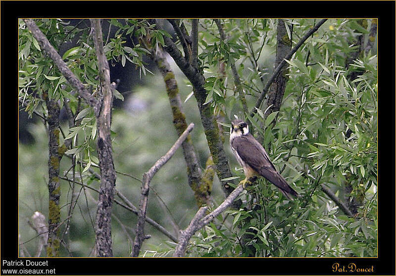 Eurasian Hobbyadult, habitat, pigmentation