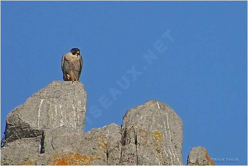 Peregrine Falcon