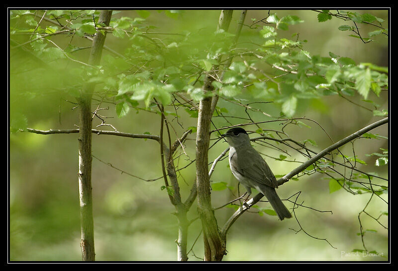 Eurasian Blackcap