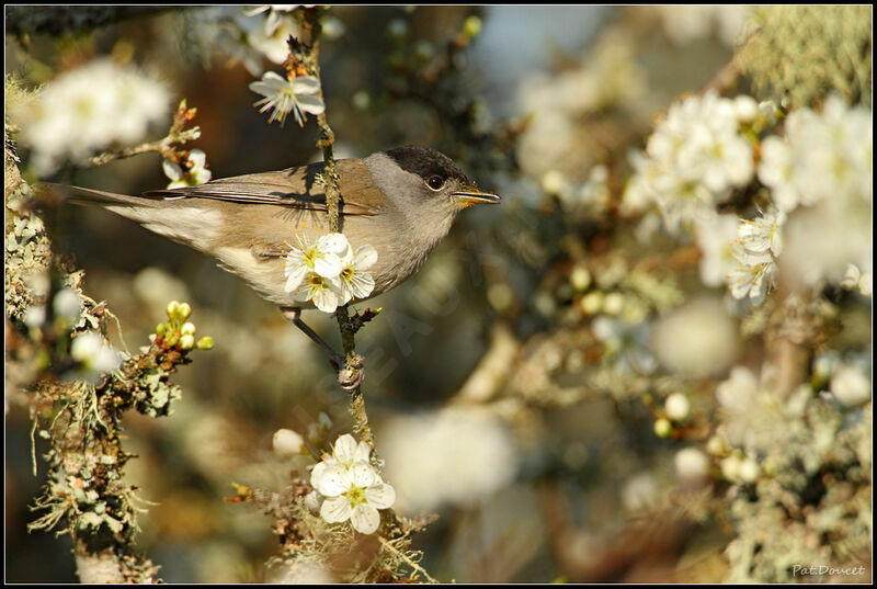 Eurasian Blackcap