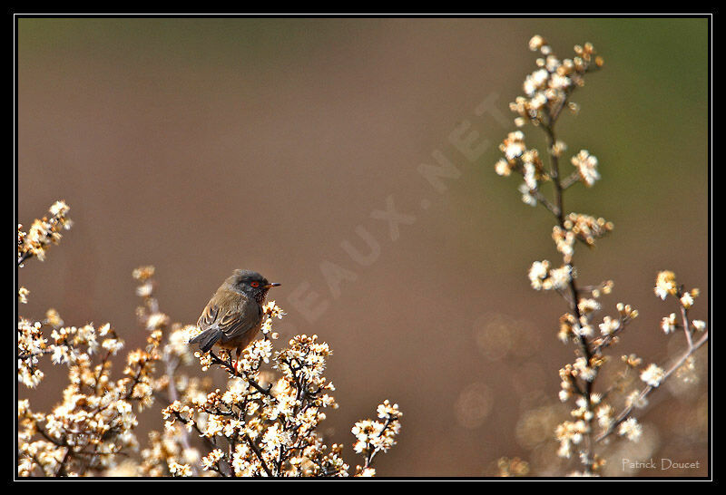 Dartford Warbler