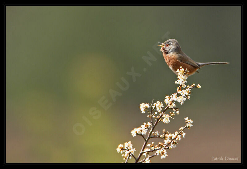 Dartford Warbler