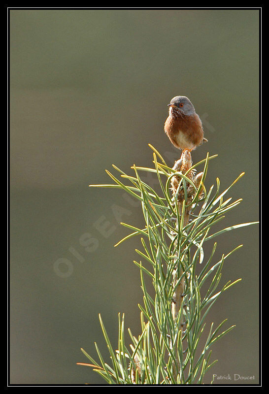 Dartford Warbler