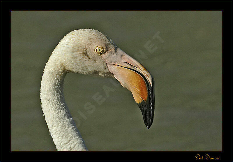 Greater Flamingo