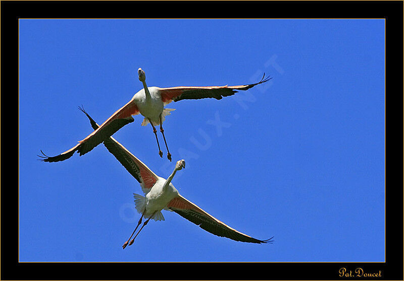 Flamant rose