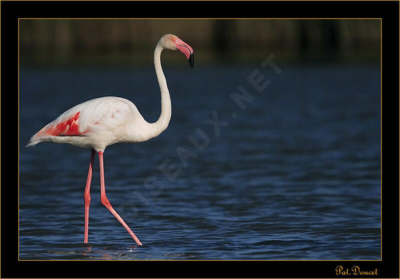 Flamant rose