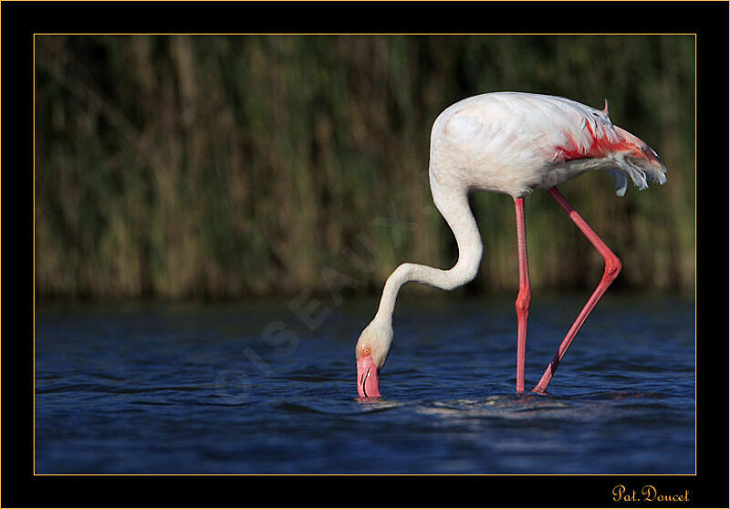 Greater Flamingo