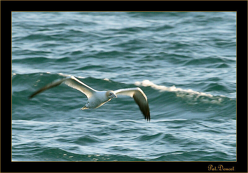 Northern Gannet