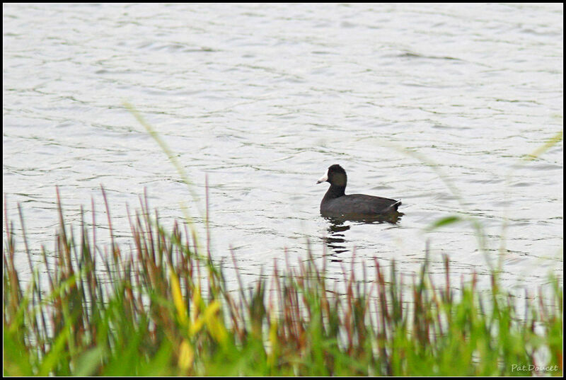 American Coot