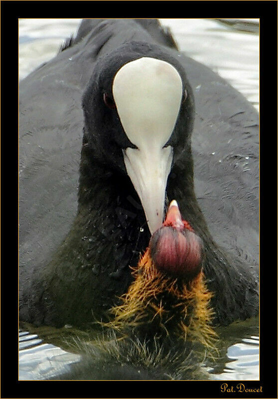 Eurasian Coot