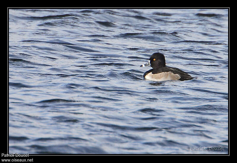 Ring-necked Duckadult transition, identification