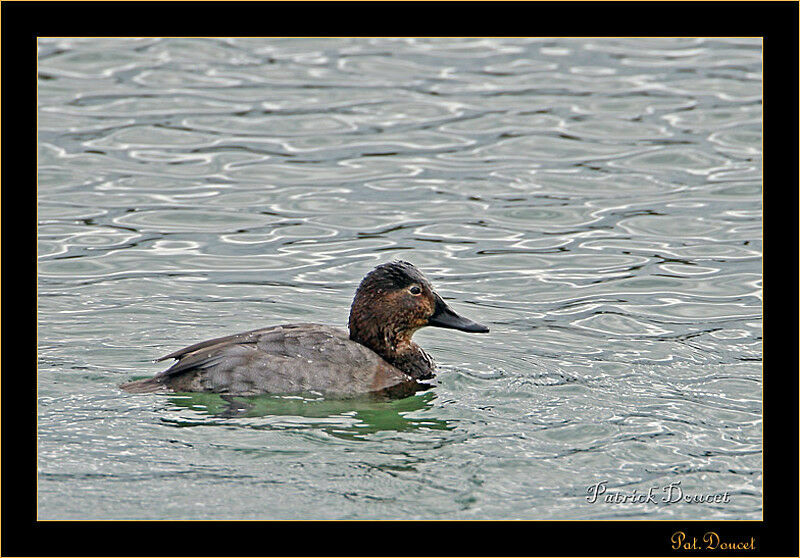 Common Pochard female