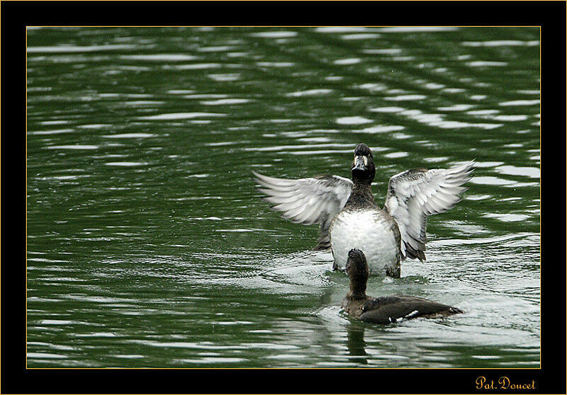 Greater Scaup