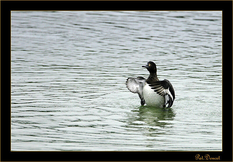 Greater Scaup