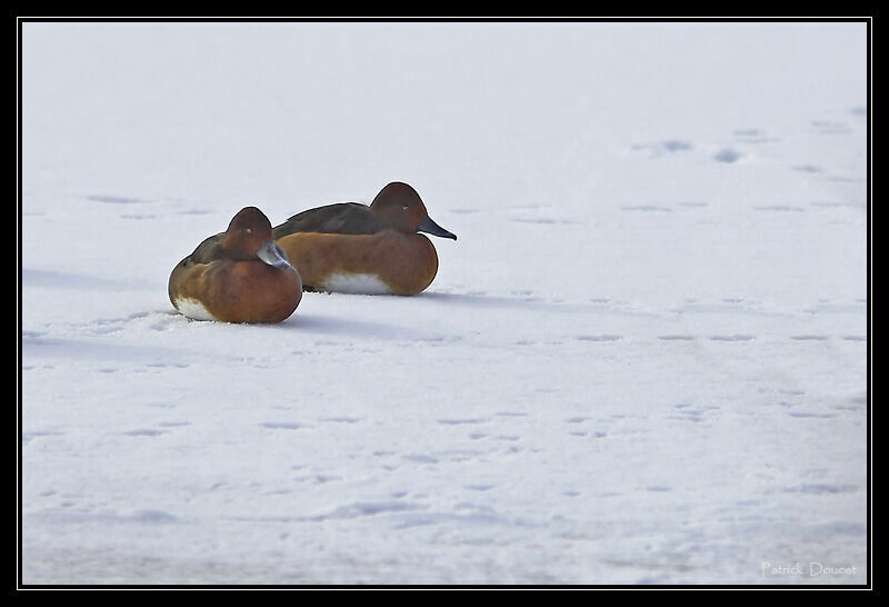 Ferruginous Duck