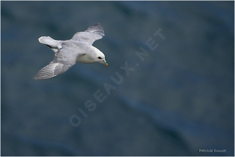 Fulmar boréal