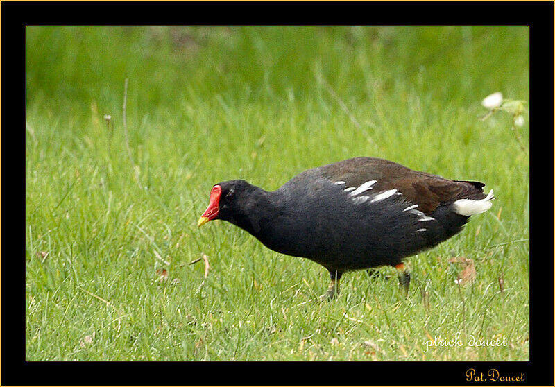 Gallinule poule-d'eau