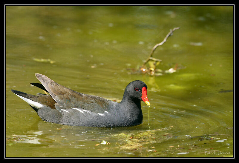 Common Moorhen