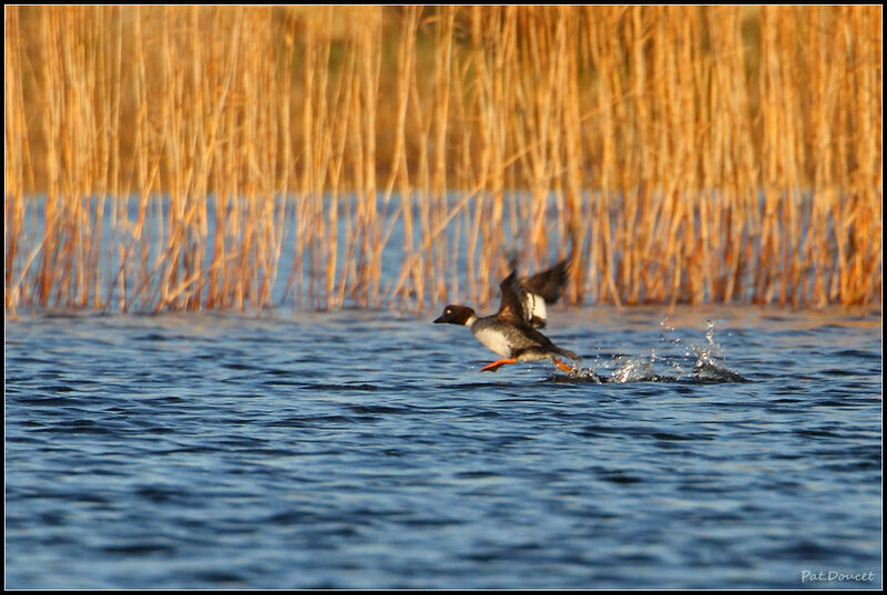 Common Goldeneye